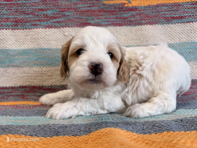 Prince – Cockapoo puppy for sale in Lebanon, MO