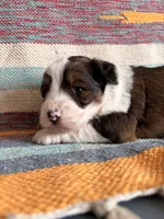 Cal, a male Miniature Aussiedoodle for sale in Lebanon, MO – 1 of 4
