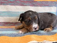Molly, a female Miniature Aussiedoodle for sale in Lebanon, MO – 3 of 6