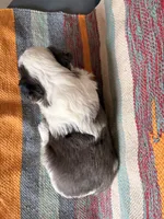 Bluey, a male Miniature Aussiedoodle for sale in Lebanon, MO – 4 of 4