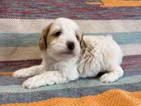 Prince, a male Cockapoo for sale in Lebanon, MO – 3 of 4