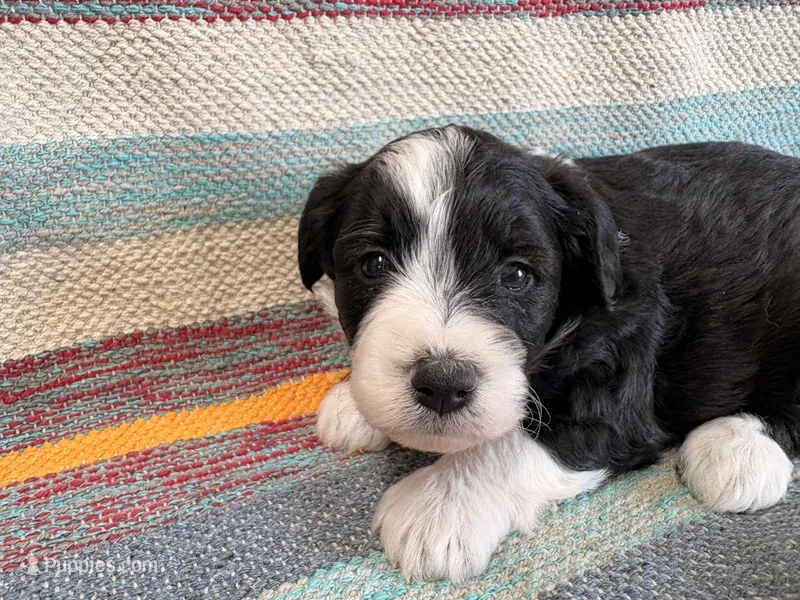 Bell – Miniature Aussiedoodle puppy for sale in Lebanon, MO