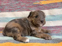 Bingo, a female Miniature Aussiedoodle for sale in Lebanon, MO – 2 of 4
