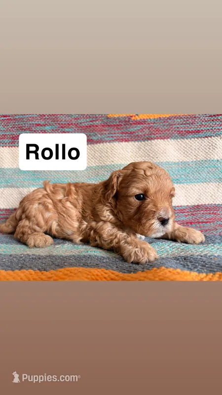 Rollo – Cavapoo puppy for sale in Lebanon, MO