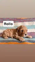 Rollo, a male Cavapoo for sale in Lebanon, MO – 1 of 3