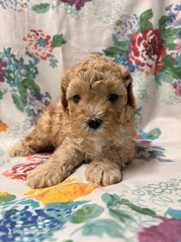 Rollo – Cavapoo puppy for sale in Lebanon, MO