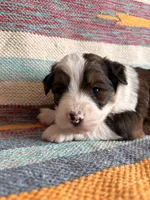 Cal, a male Miniature Aussiedoodle for sale in Lebanon, MO – 2 of 4