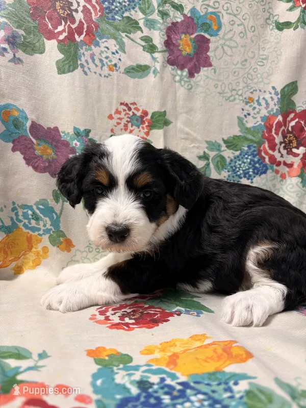 Dolly – Miniature Aussiedoodle puppy for sale in Lebanon, MO