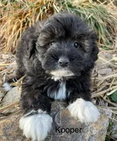 Kooper, a male Miniature Aussiedoodle for sale in Lebanon, MO – Photo 1 of 3