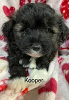 Kooper, a male Miniature Aussiedoodle for sale in Lebanon, MO – Photo 3 of 3