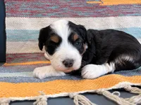 Dolly, a female Miniature Aussiedoodle for sale in Lebanon, MO – 2 of 4