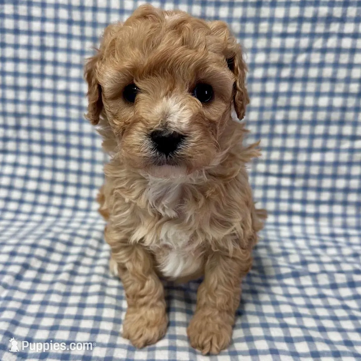 Oden, a male Cavapoo for sale in Lebanon, MO – Photo 4 of 7