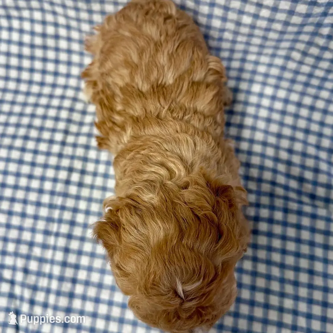 Oden, a male Cavapoo for sale in Lebanon, MO – Photo 7 of 7