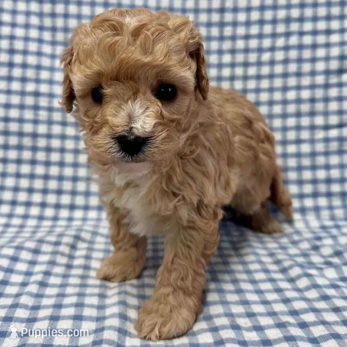 Oden, a male Cavapoo for sale in Lebanon, MO – Photo 6 of 7