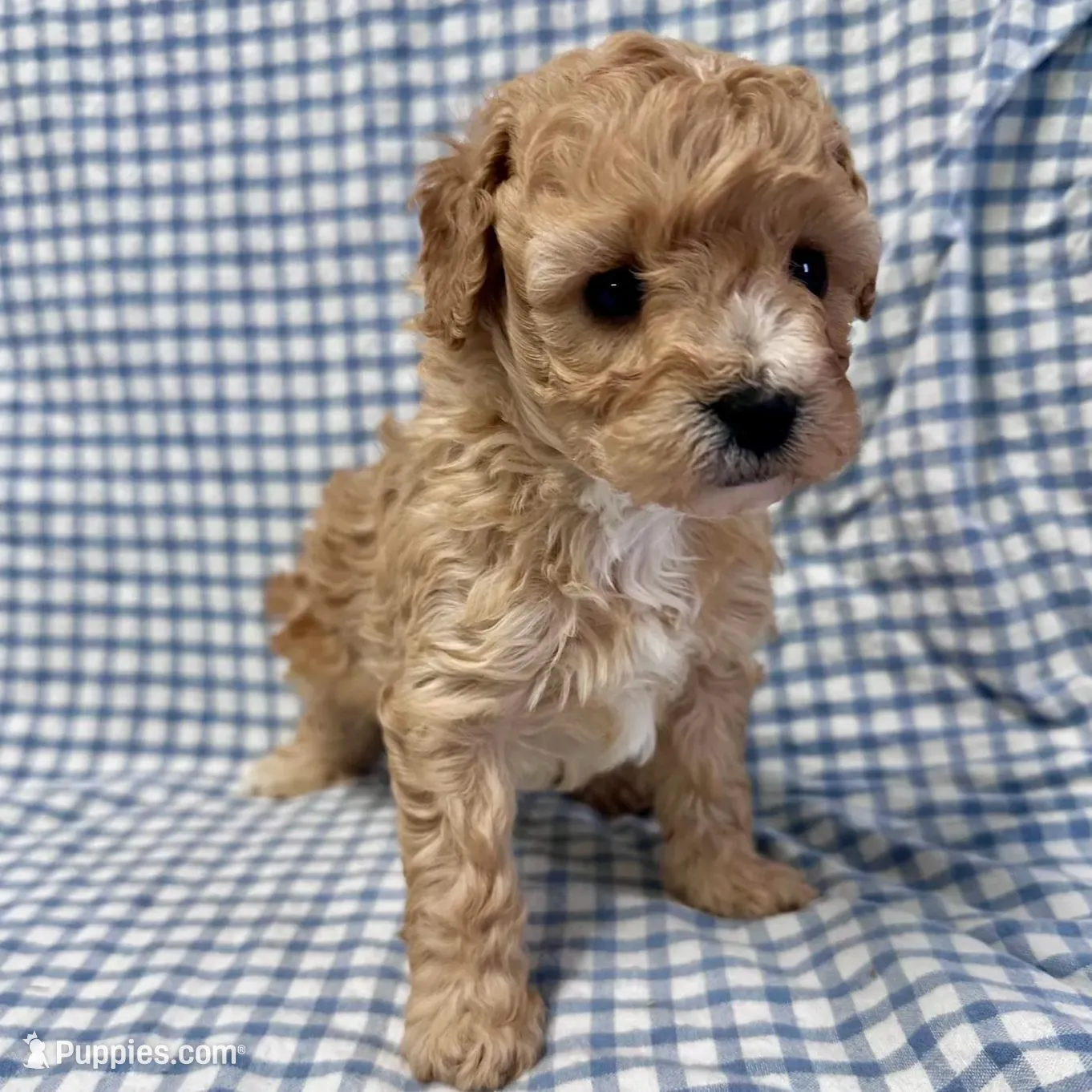 Oden, a male Cavapoo for sale in Lebanon, MO – Photo 5 of 7
