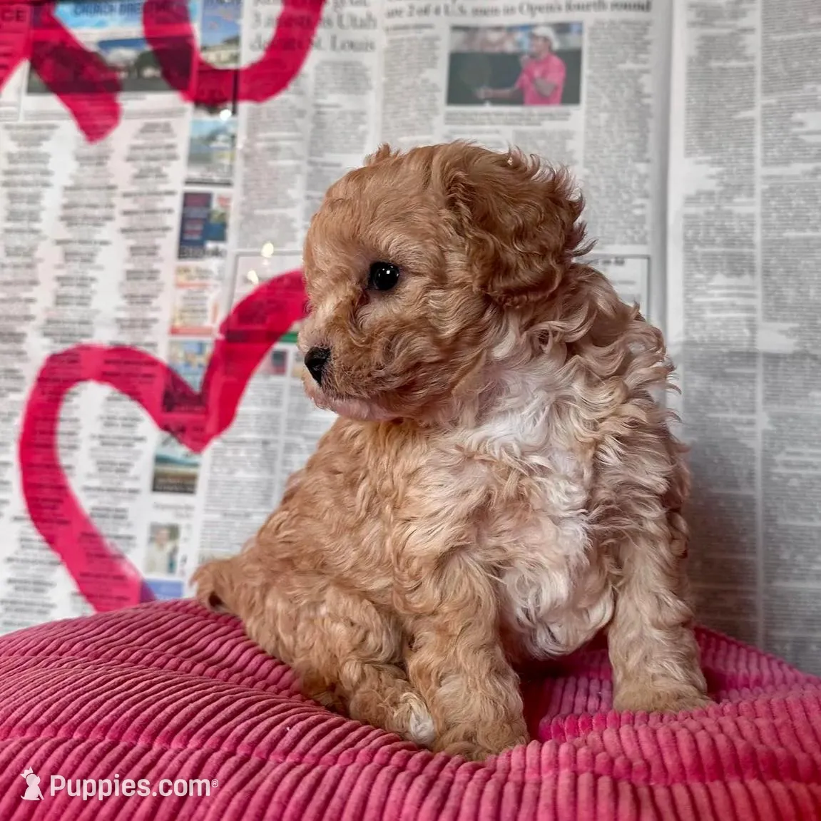 Oden, a male Cavapoo for sale in Lebanon, MO – Photo 3 of 7