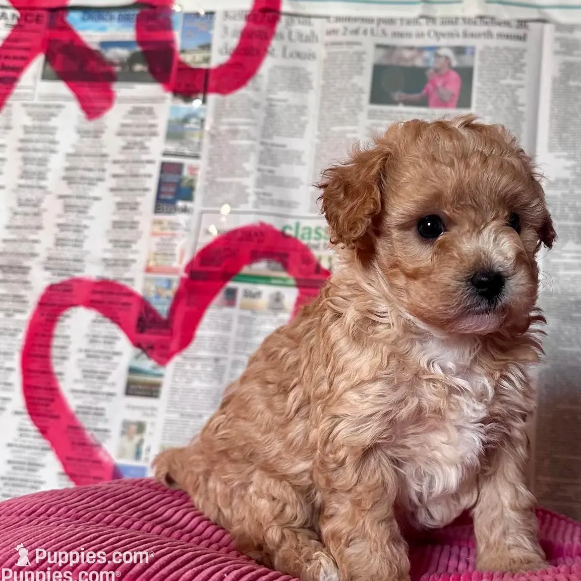Oden, a male Cavapoo for sale in Lebanon, MO – Photo 2 of 7