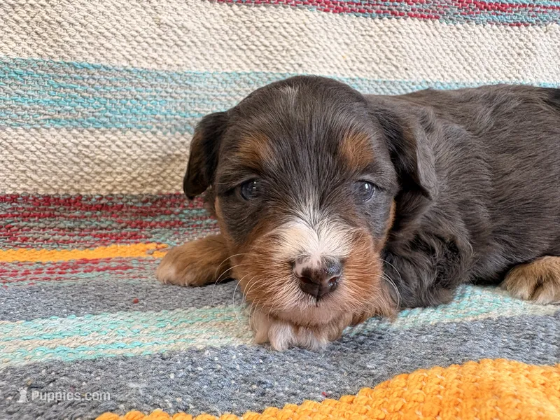 Molly – Miniature Aussiedoodle puppy for sale in Lebanon, MO