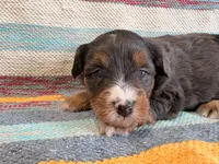 Molly, a female Miniature Aussiedoodle for sale in Lebanon, MO – 1 of 6