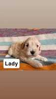 Lady, a female Cavapoo for sale in Lebanon, MO – 2 of 3