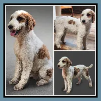 AKC Charlie, a male Poodle - Miniature  for sale in Lebanon, MO – 1 of 1