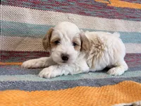 Prince, a male Cockapoo for sale in Lebanon, MO – 2 of 4