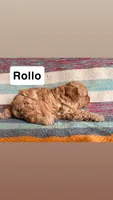 Rollo, a male Cavapoo for sale in Lebanon, MO – 2 of 3