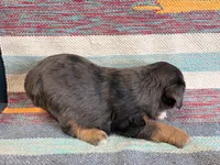 Molly, a female Miniature Aussiedoodle for sale in Lebanon, MO – 6 of 6