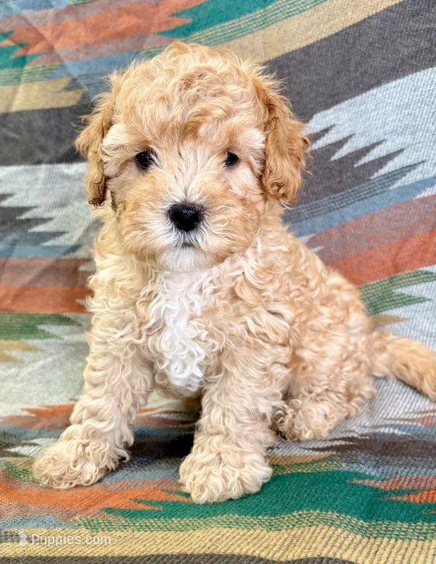 Rollo – Cavapoo puppy for sale in Lebanon, MO