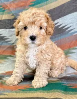 Rollo, a male Cavapoo for sale in Lebanon, MO – 1 of 3