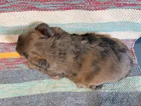 Bingo, a female Miniature Aussiedoodle for sale in Lebanon, MO – 4 of 4