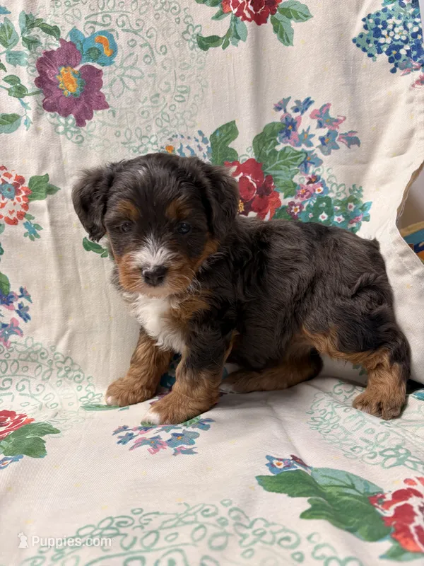 Molly – Miniature Aussiedoodle puppy for sale in Lebanon, MO