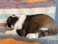 Cal, a male Miniature Aussiedoodle for sale in Lebanon, MO – 3 of 4