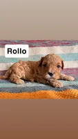 Rollo, a male Cavapoo for sale in Lebanon, MO – 3 of 3