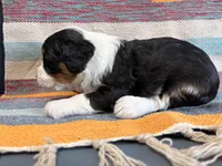 Dolly, a female Miniature Aussiedoodle for sale in Lebanon, MO – 3 of 4