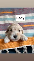 Lady, a female Cavapoo for sale in Lebanon, MO – 1 of 3
