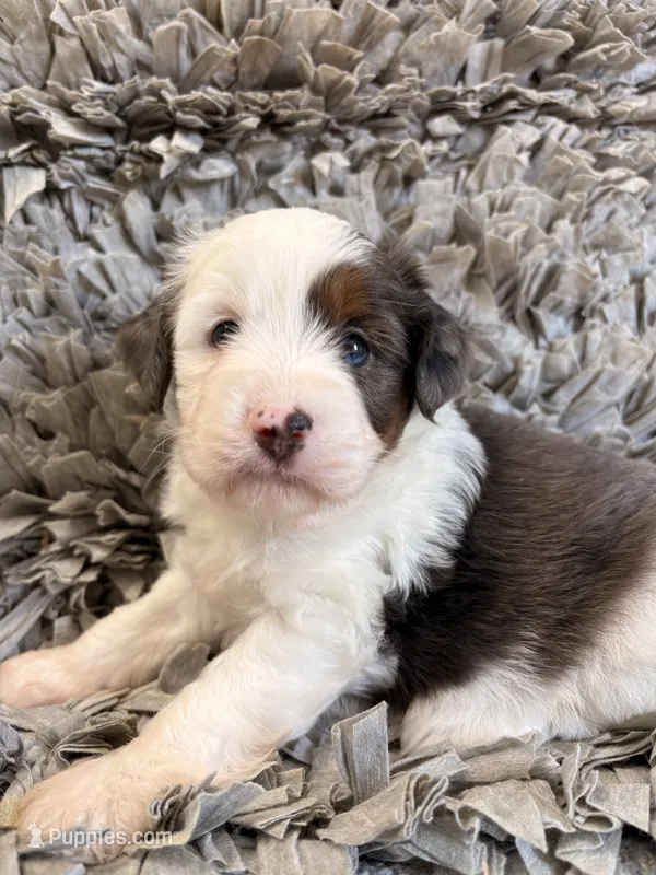 Bluey – Miniature Aussiedoodle puppy for sale in Lebanon, MO