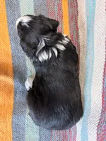 Bell, a female Miniature Aussiedoodle for sale in Lebanon, MO – 3 of 3