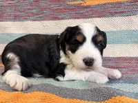 Dolly, a female Miniature Aussiedoodle for sale in Lebanon, MO – 4 of 4