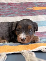 Molly, a female Miniature Aussiedoodle for sale in Lebanon, MO – 2 of 6