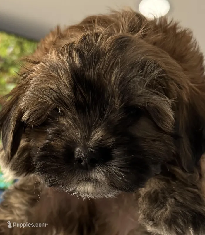 Bear, a male Mal Shi for sale in San Bernardino, CA – Photo 1 of 1