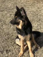 Henry , a male German Shepherd Dog for sale in Mulliken, MI – Photo 3 of 6