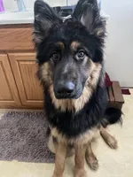 Henry , a male German Shepherd Dog for sale in Mulliken, MI – Photo 1 of 6