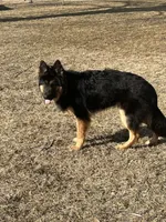Henry , a male German Shepherd Dog for sale in Mulliken, MI – Photo 4 of 6