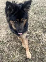 Henry , a male German Shepherd Dog for sale in Mulliken, MI – Photo 2 of 6