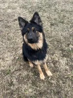 Henry , a male German Shepherd Dog for sale in Mulliken, MI – Photo 5 of 6