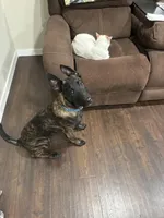 Dutch Male, a male Dutch Shepherd for sale in Mulliken, MI – Photo 3 of 4