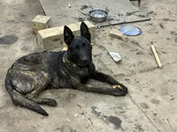 Dutch Male, a male Dutch Shepherd for sale in Mulliken, MI – Photo 1 of 4