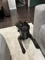 Dutch Male, a male Dutch Shepherd for sale in Mulliken, MI – Photo 4 of 4