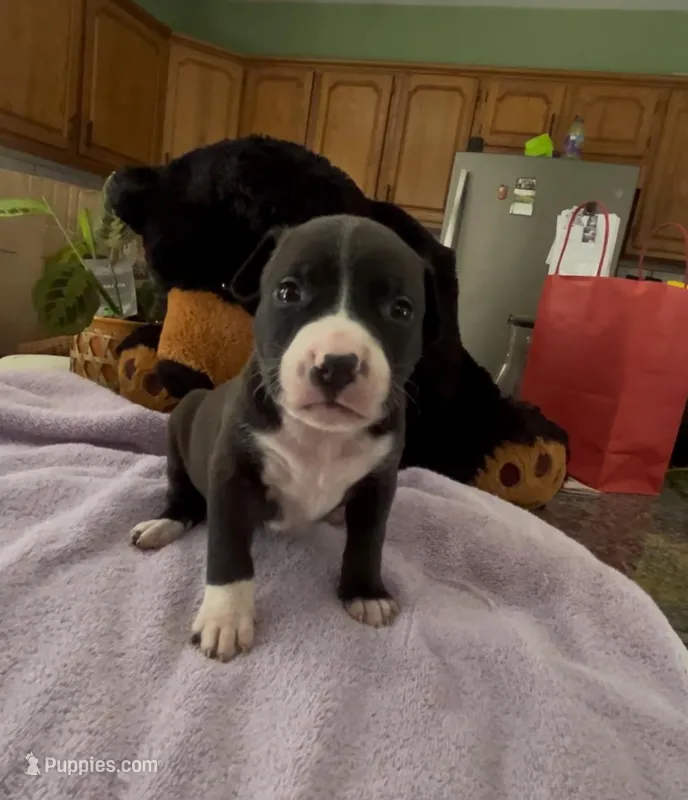 Leónidas  – American Pit Bull Terrier puppy for sale in Pittston, PA
